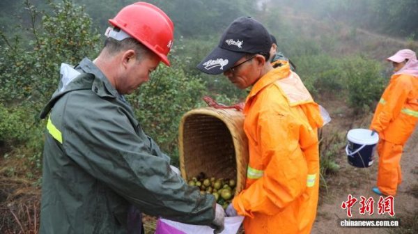 中承配资 湖南永兴探索“补贴+保险”政策包   护航油茶种植助农增收